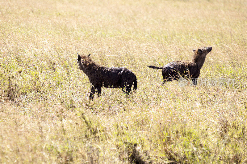 非洲坦桑尼亚草丛中的鬣狗