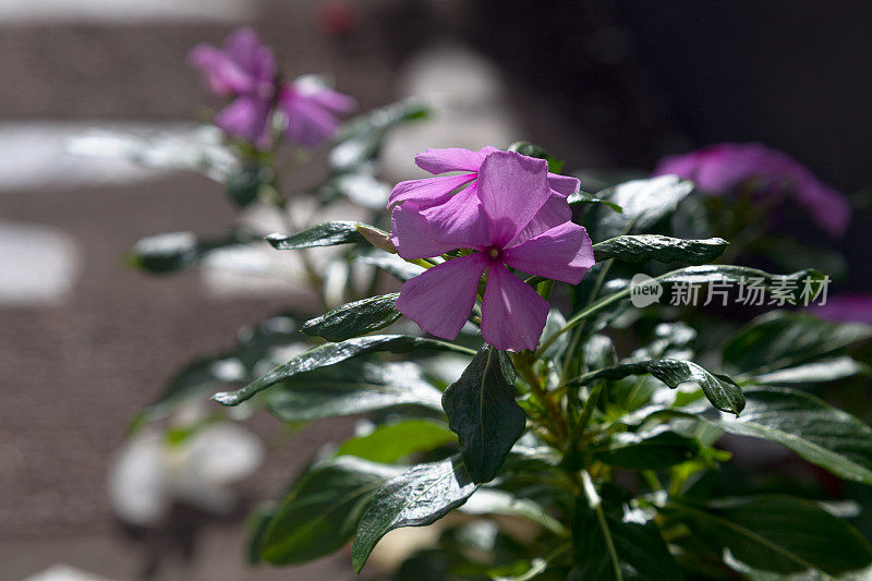 长春花(长春花)