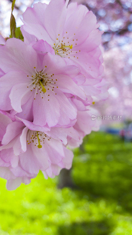 粉红色的日本樱花在春天的阳光下绽放
