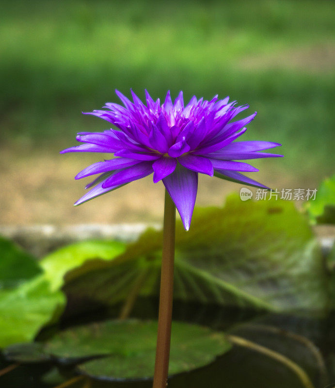 荷花睡莲