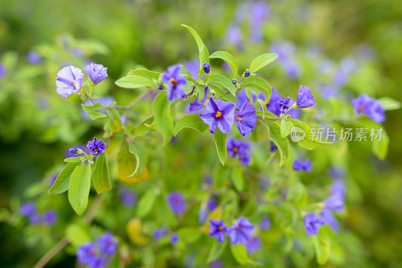 美丽的紫花生长在大自然的户外