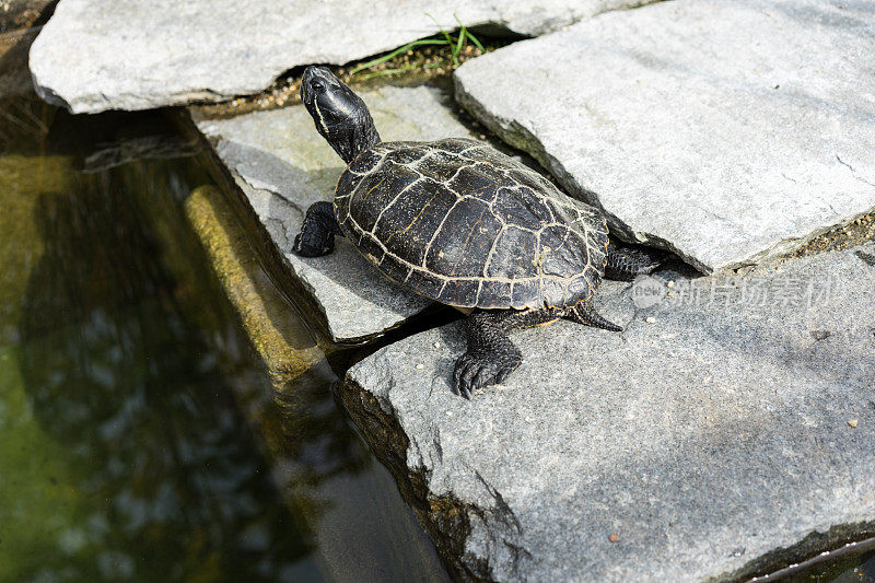 小黑龟坐在池塘边的水泥岩石上