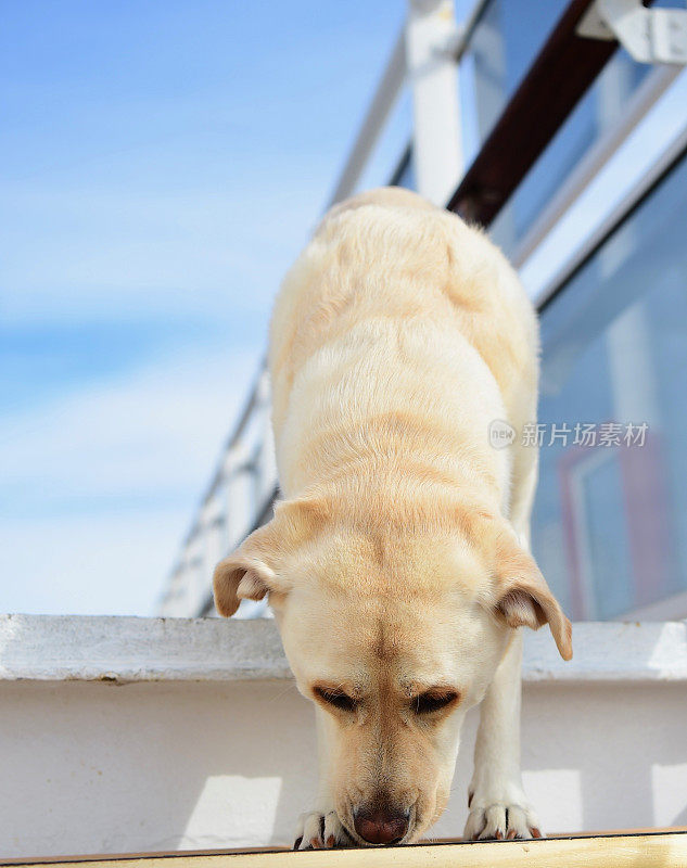 一条船上的拉布拉多寻回犬