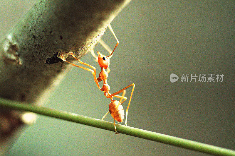 靠近蚂蚁搜索，在树枝上寻找新的路径(灰色背景)