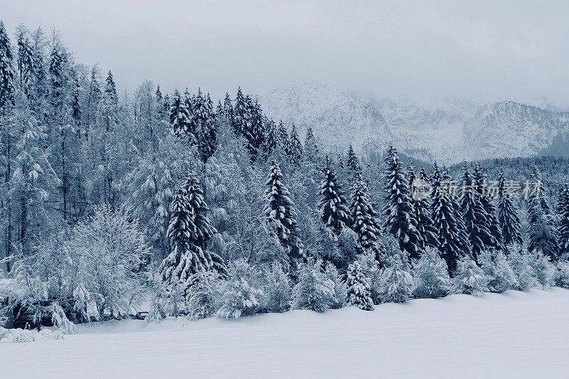 在欧洲阿尔卑斯山脉，冰雪覆盖的冬季景观和森林