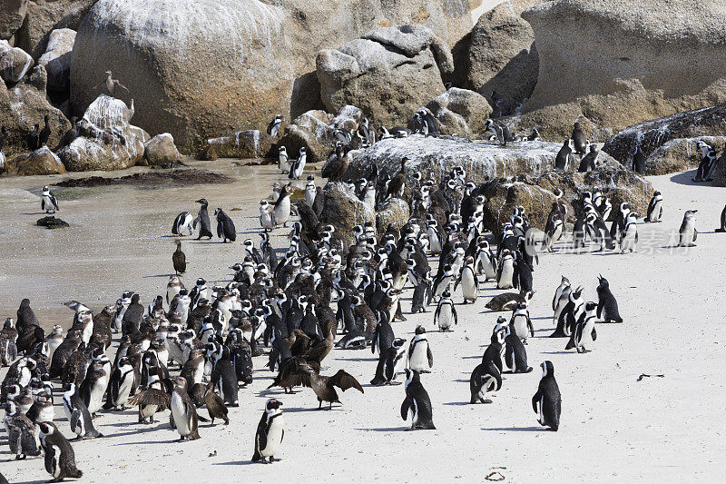 南非博尔德斯湾的非洲企鹅聚居地