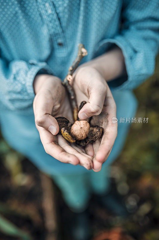 收集新鲜核桃的小女孩