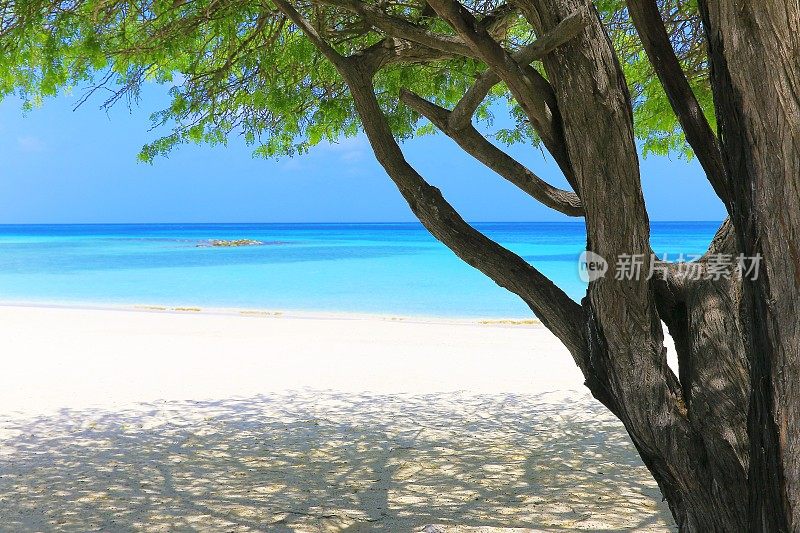 阿鲁巴热带海滩，热带树木，夏季天堂，巴巴多斯，加勒比海