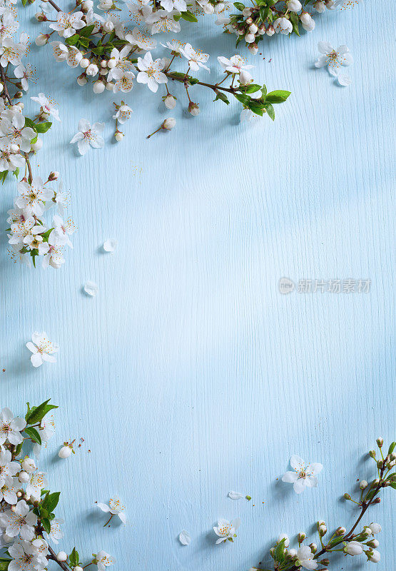 艺术春天的边界背景与白色的花朵
