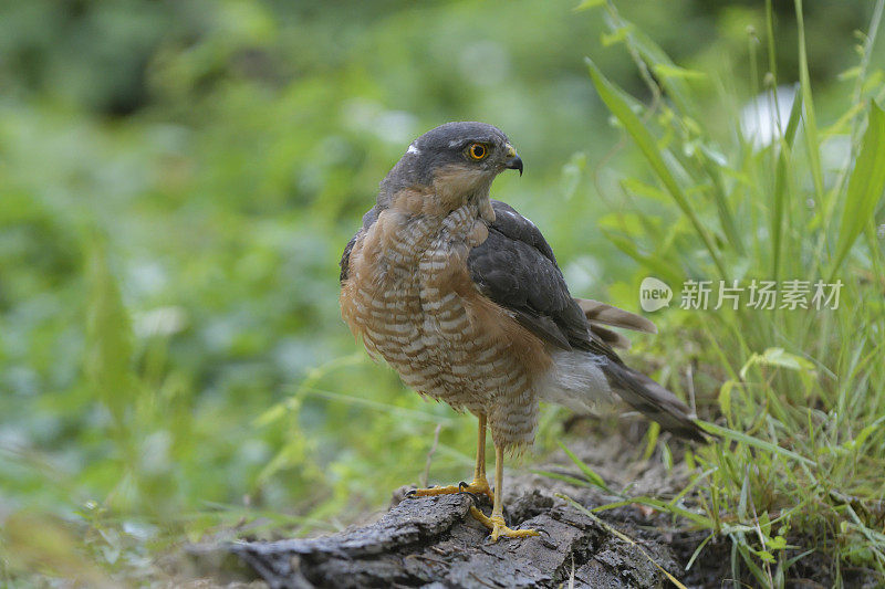 雄性雀鹰(鹰)