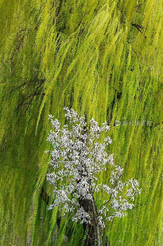 柳树的枝条在风中摇曳，前面是一棵开满小花的树