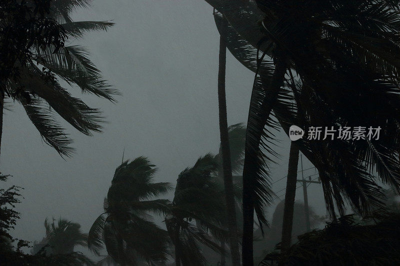 椰子树在强风或飓风期间。雨天