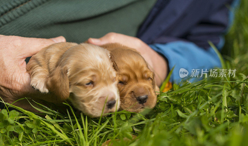 新生的幼犬