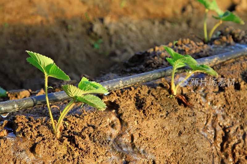 农场草莓幼苗和灌溉设施