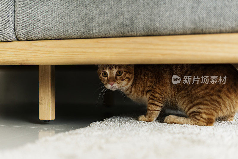 一只猫躲在沙发下面