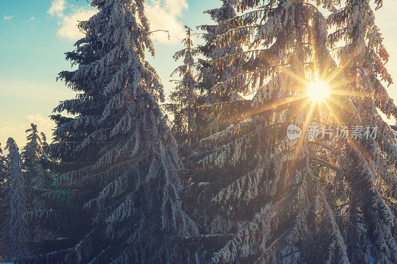 阳光透过被白雪覆盖的巨大冷杉树的树枝照射下来