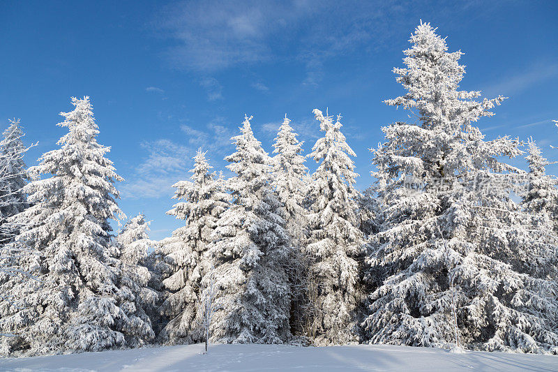 白雪覆盖的松树景色优美