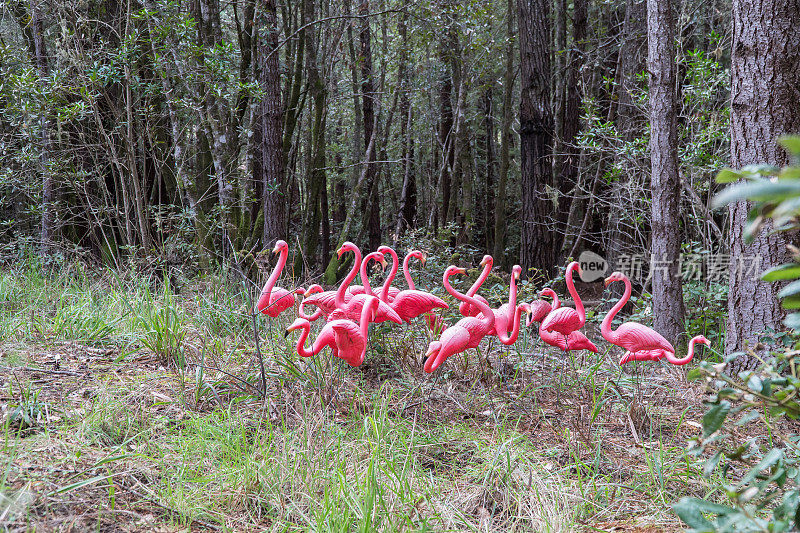 森林里的粉红色塑料火烈鸟