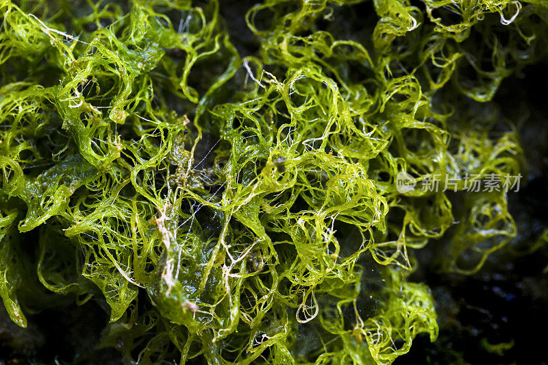 藻类，特写藻类在墙上，抽象的背景，复制空间