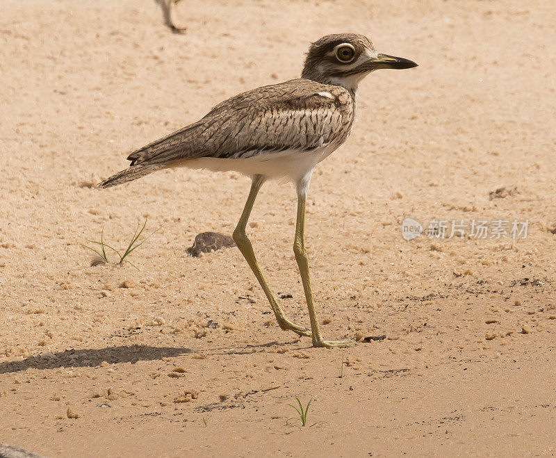 水Thick-Knee