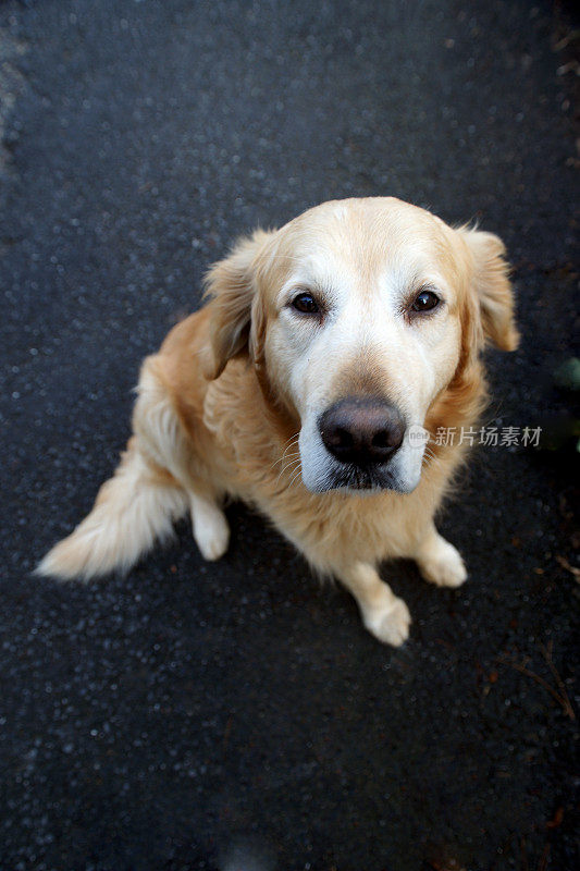 无家可归的金毛猎犬