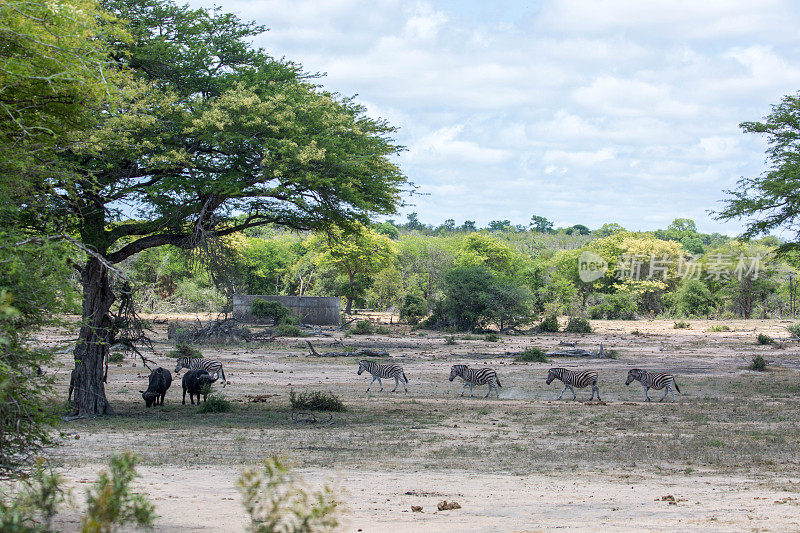 南非:波切尔斑马和水牛角