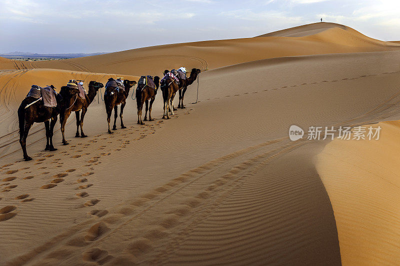 在北非，摩洛哥，厄格·切比徒步行走的骆驼