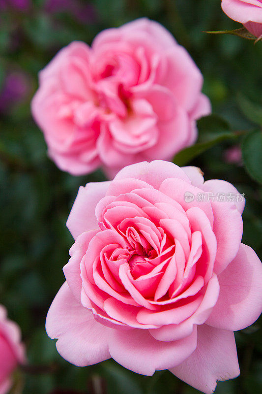 花园里开着两朵美丽的粉红色玫瑰