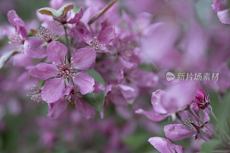 山楂开花了