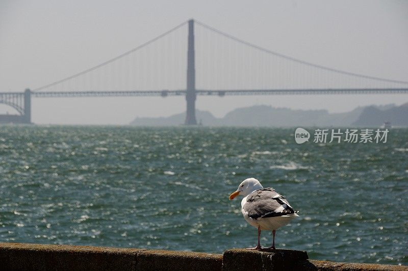 海鸟在行动