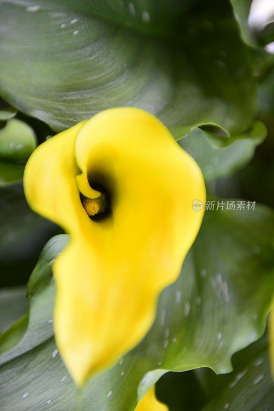 黄色的马蹄莲花