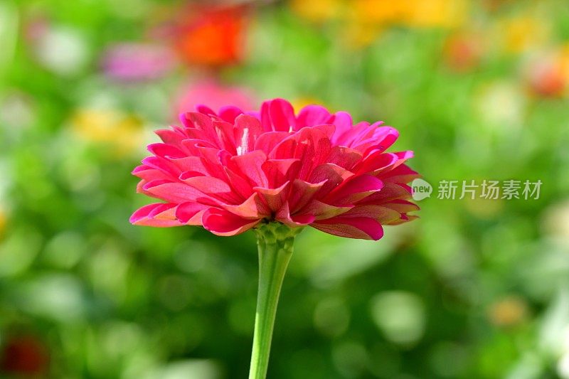 Zinnia花