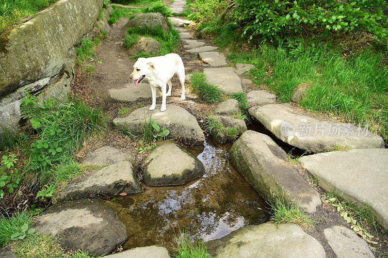 和一只拉布拉多寻回犬在皮克区徒步旅行