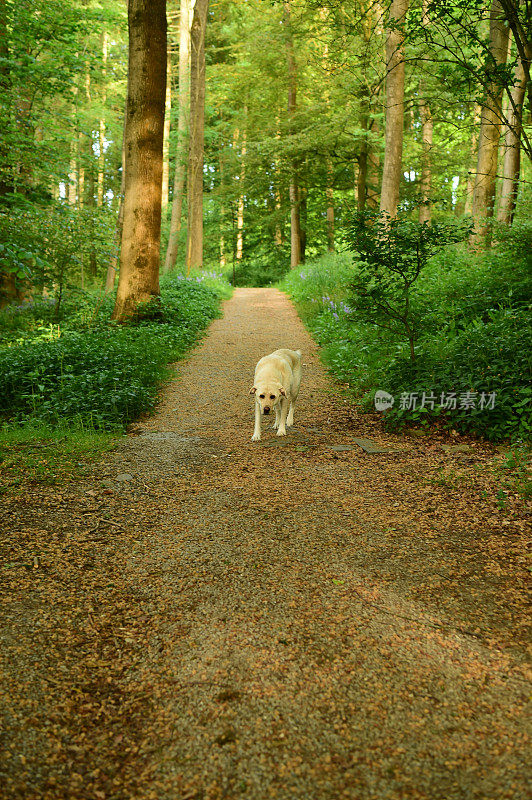 在小路上行走的拉布拉多寻回犬