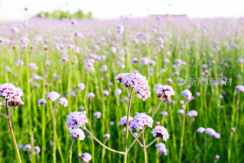 公园里的马鞭草花圃