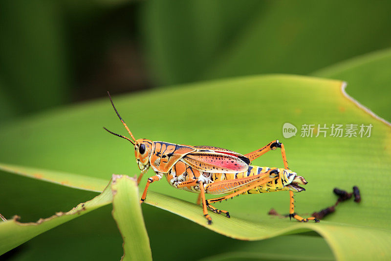 靠近橙色的蚱蜢在绿色的叶子