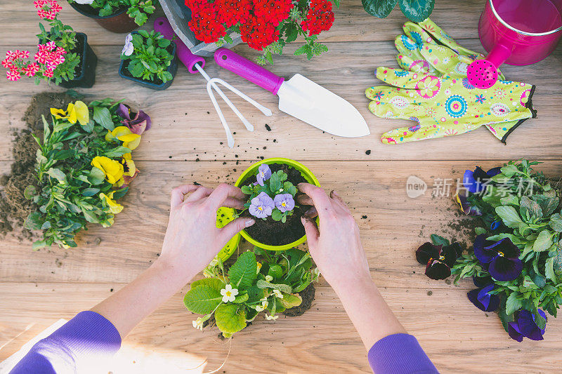 园艺工具:喷壶、花、手套、铁锹、土壤。在春园概念布局中融入自由文本空间。