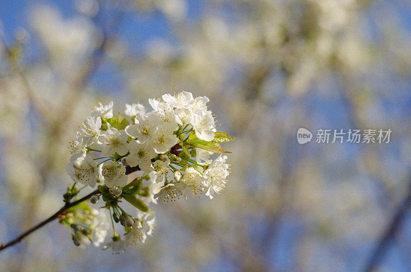 野苹果树开花了。拍摄电影