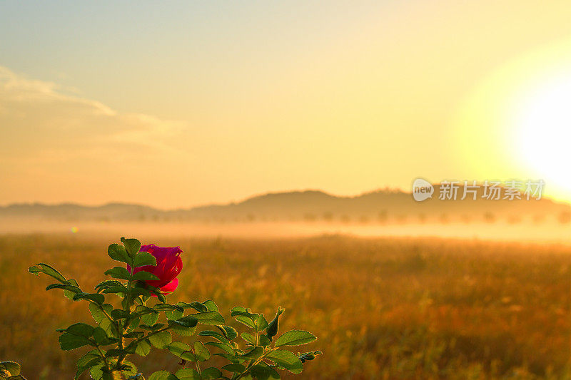 沼泽的晨景