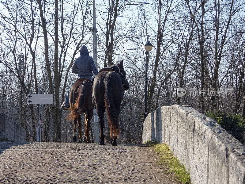 一个骑两匹马的人的后视图