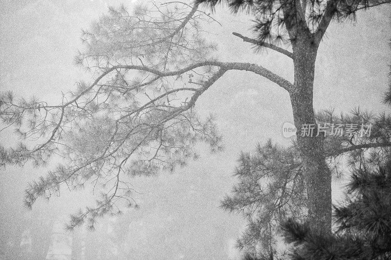 松树在大雨中