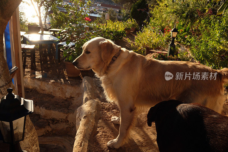 阳光下的金毛猎犬