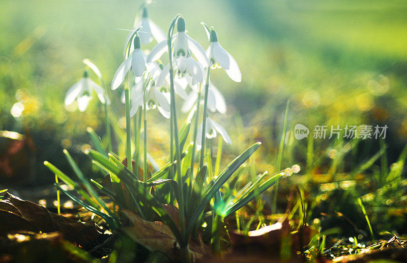 雪花莲在阳光下的森林里。