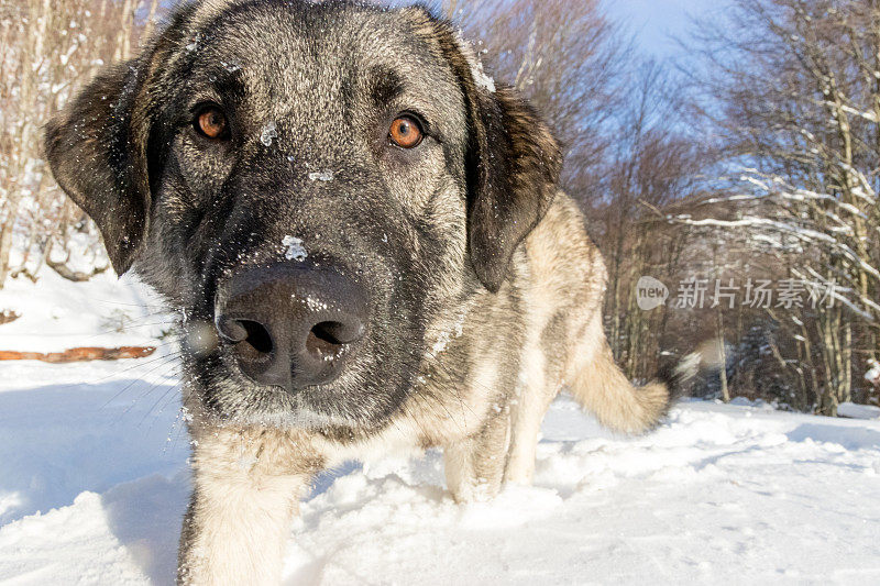 一只牧羊犬在雪地上奔跑的特写镜头