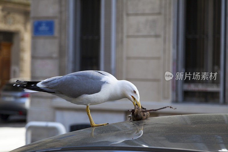 黄腿海鸥正在吃老鼠