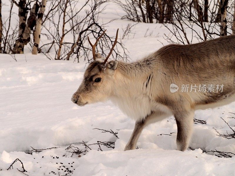 雪地里行走的带角驯鹿