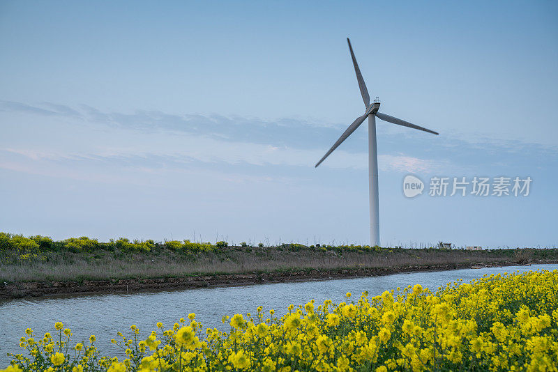 油菜田中的风力涡轮机