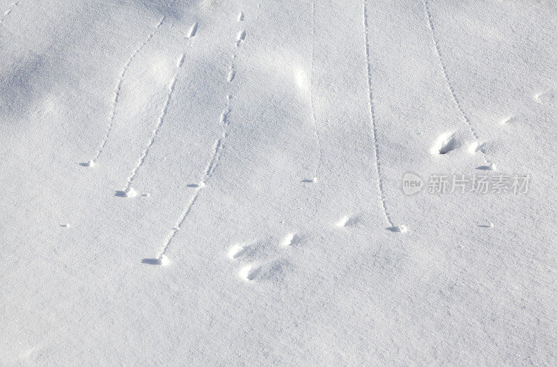 在冬天的雪地里打雪仗