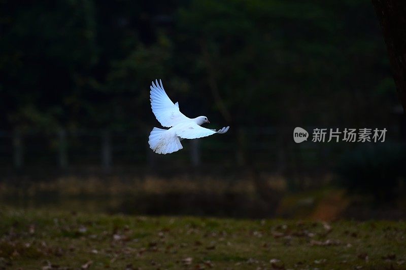 飞翔在那里