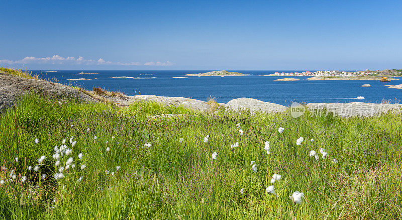 海岸线棉花草